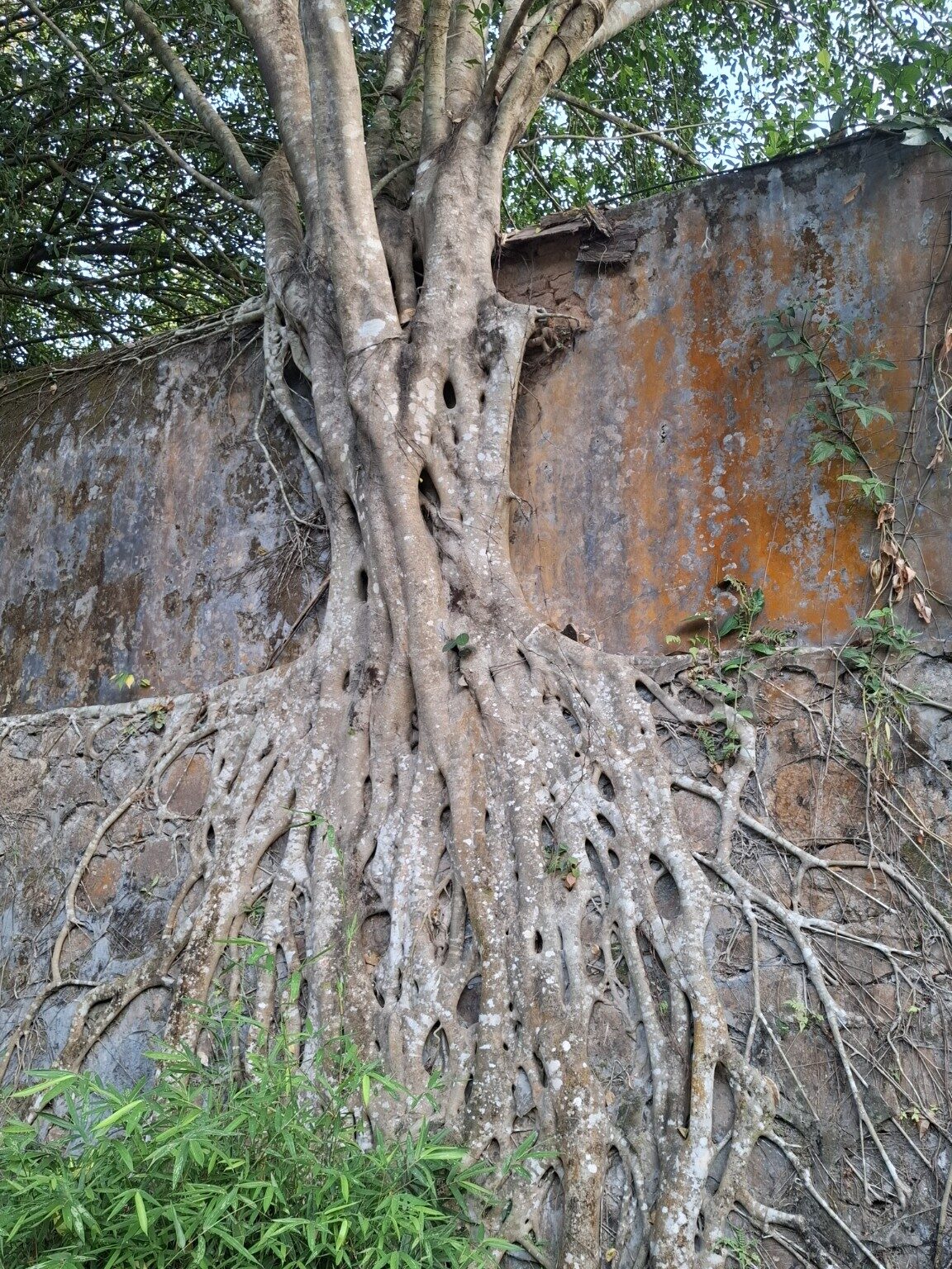 Massive tree roots growing over an old wall near Wuzhishan